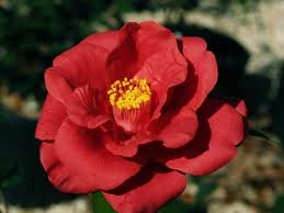 Camellia Royal Velvet 4-5' []